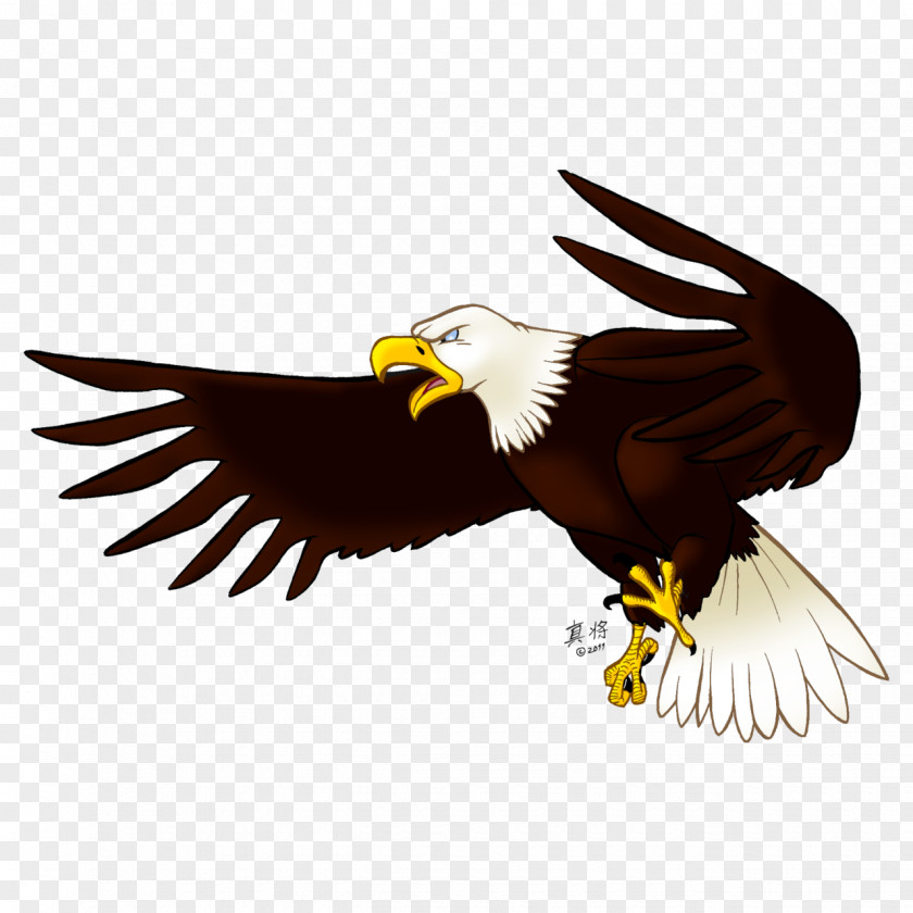 Eagle Image, Free Download Clip Art PNG
