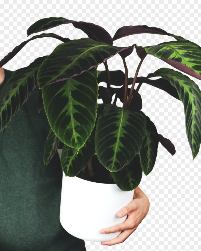 Leaf Houseplant Flowerpot M-tree Tree PNG