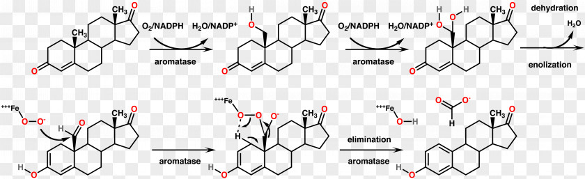 Mechanism Aromatase Inhibitor Estrogen Chemical Reaction Enzyme PNG