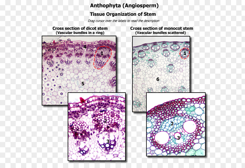 Plant Dicotyledon Histology Stem Anatomy PNG