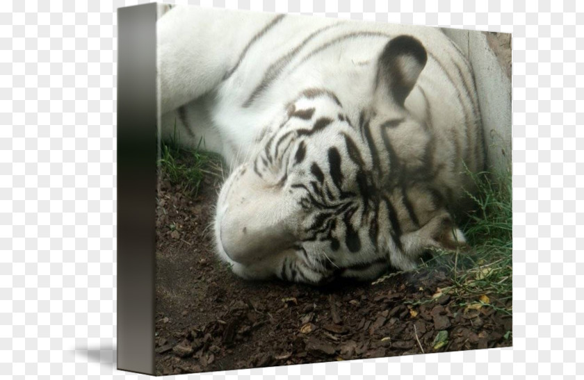 Tiger Big Cat Terrestrial Animal Wildlife PNG