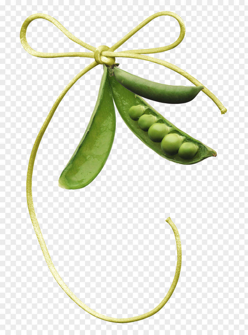 Bowknot Peas Material Free To Pull Pea Clip Art PNG