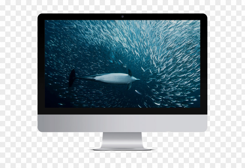 Dolphin Whale And Conservation Society Cetacea Computer Monitors Animal PNG