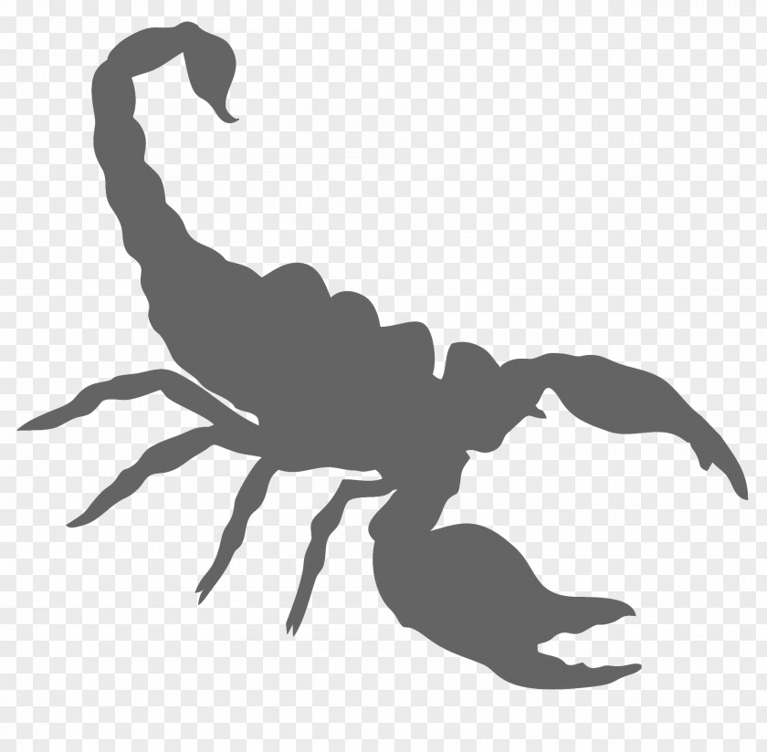 Scorpion Clip Art PNG