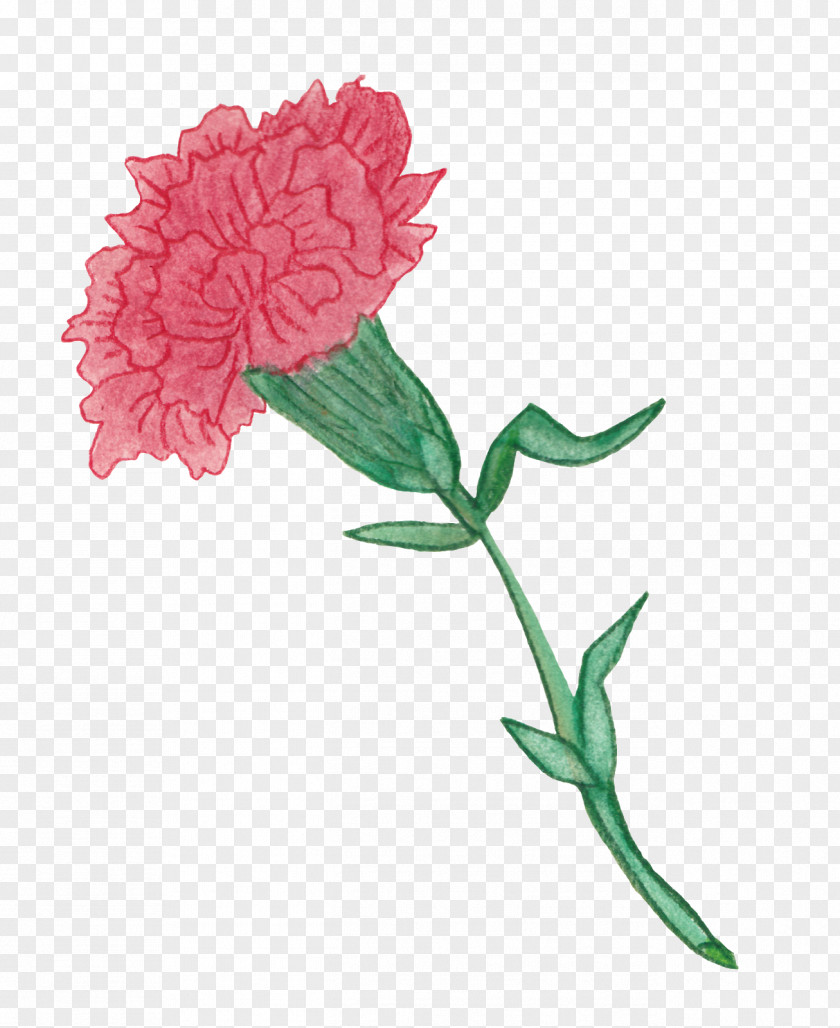 Carnation Colored Pencil Garden Roses Watercolor Painting Cut Flowers PNG