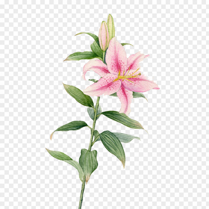 Creative Lily Flowers Flower Watercolor Painting Lilium PNG