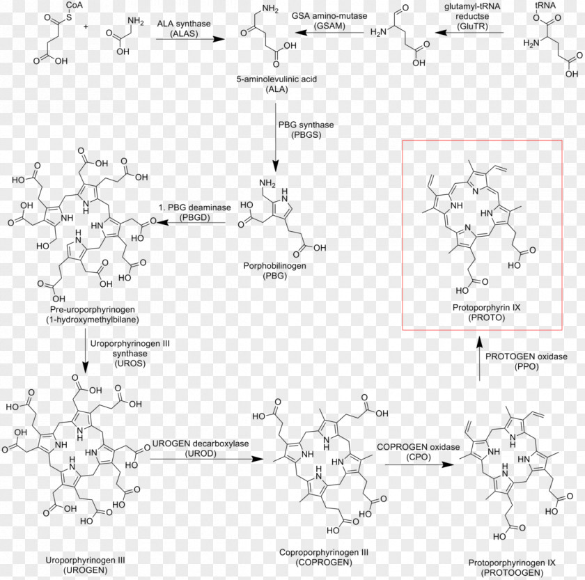 Pathway Protoporphyrin IX Heme Cytochrome C PNG