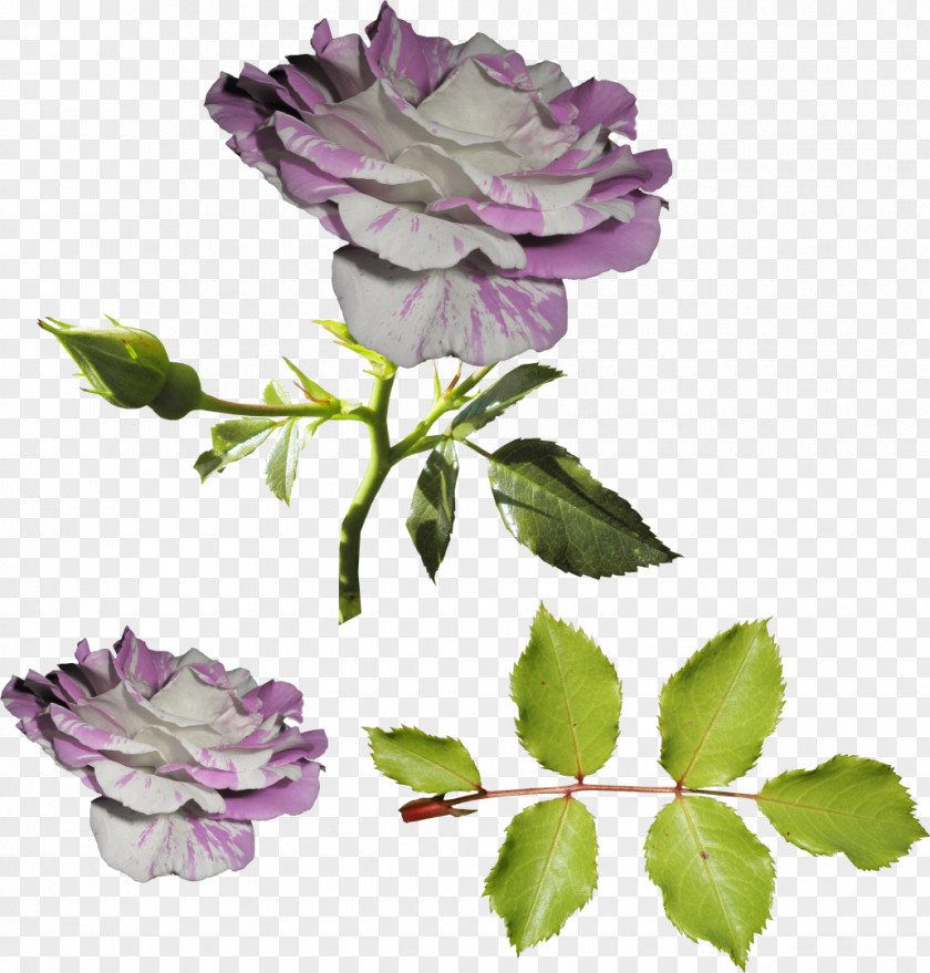 Pink Roses Garden Flower Still Life: Centifolia Violet PNG