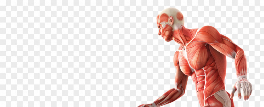 Skeleton Skeletal Muscle Anatomy Human Body PNG