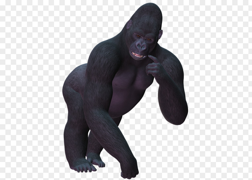 Monkey Western Gorilla Common Chimpanzee Dog Cat PNG