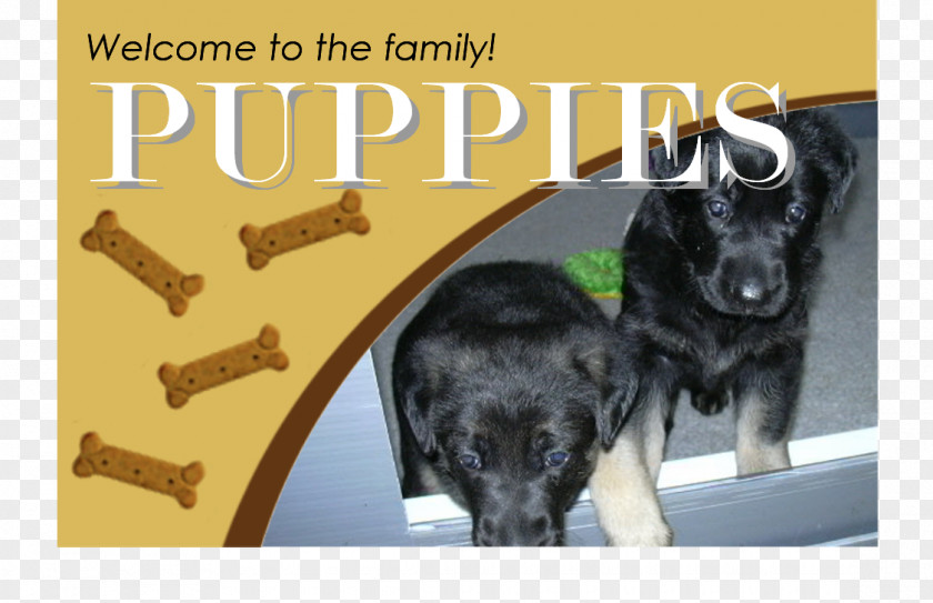 Puppy Dog Breed Kitten Sporting Group PNG