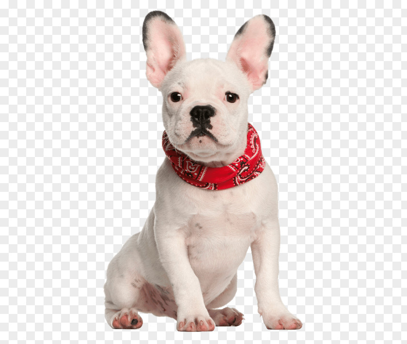 Puppy French Bulldog Stock Photography Breeds PNG
