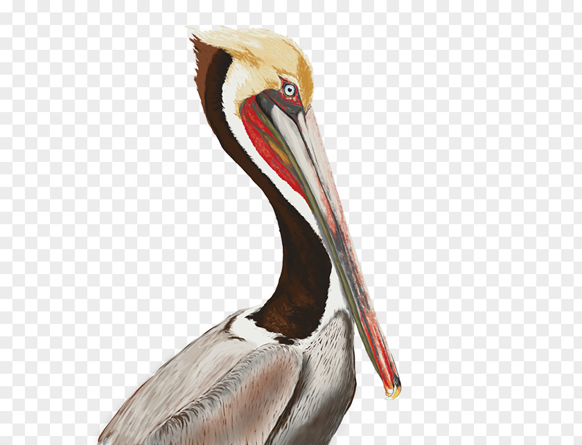 Bird Monterey State Beach Seabird Brown Pelican Beak PNG