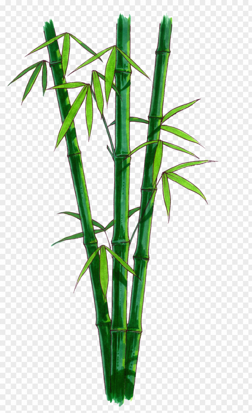 Browse And Download Bamboo Pictures Clip Art PNG