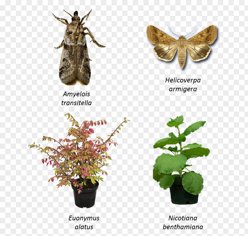 Butterfly Insect Fauna Plant Wing PNG