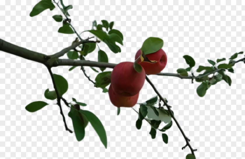 Food Fruit Tree PNG