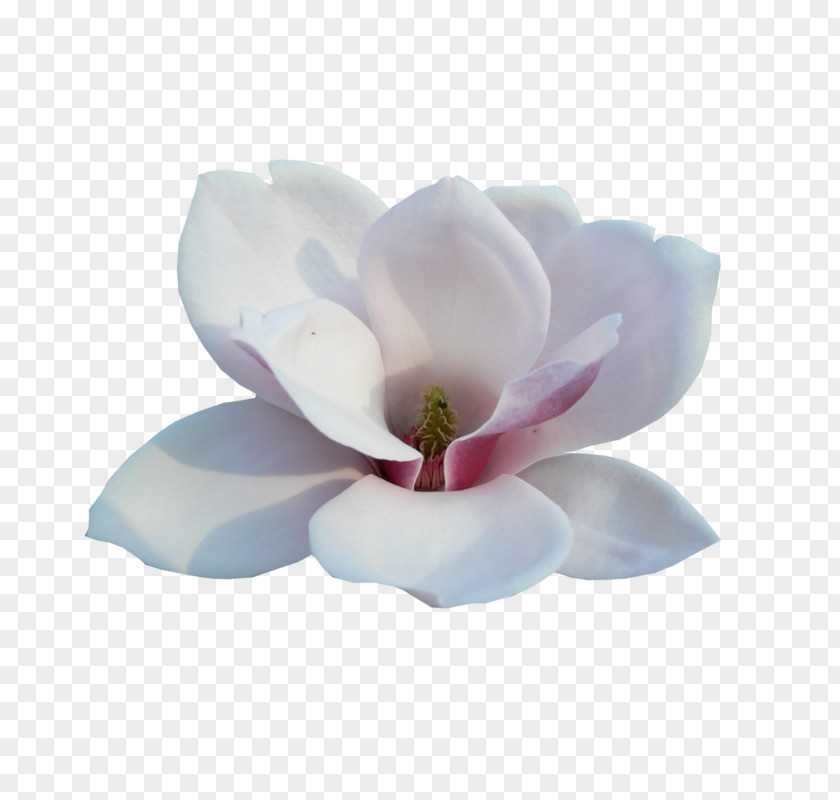 Moth Orchids Cut Flowers Petal Plant PNG