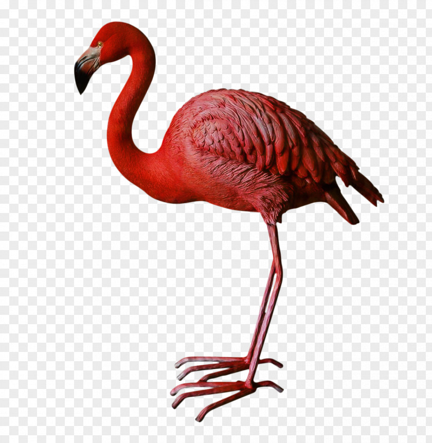 Beak Neck Animal PNG