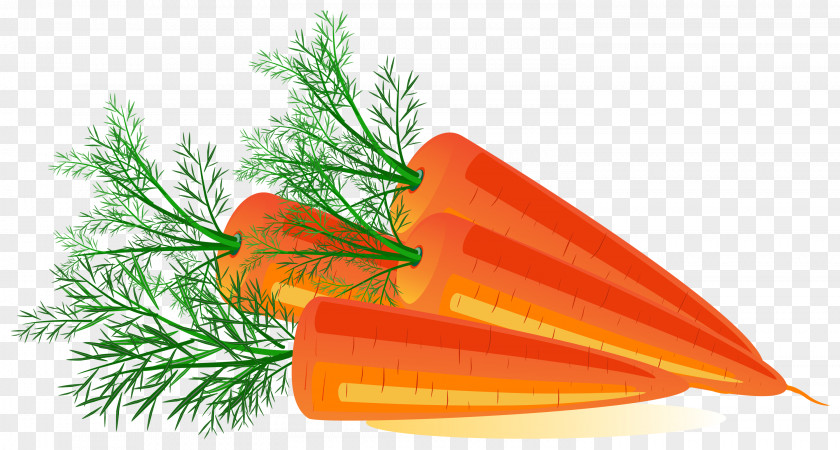Carrot Image Orange Flower Tree PNG