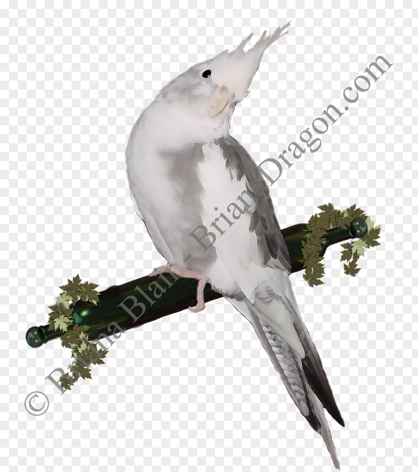 Feather Cockatiel Parakeet Cockatoo Pet PNG