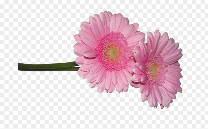 Flower Cut Flowers Clip Art PNG