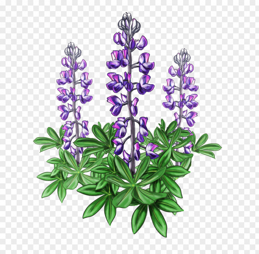 Flower Garden Lupine Bluebonnet Alaska Plant Violet PNG