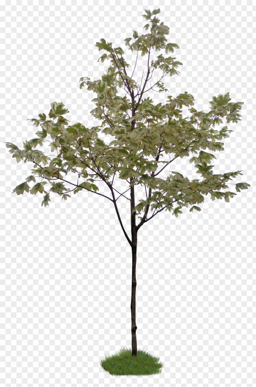 Landspace Psd Twig Tree Weeping Fig Topiary Shrub PNG