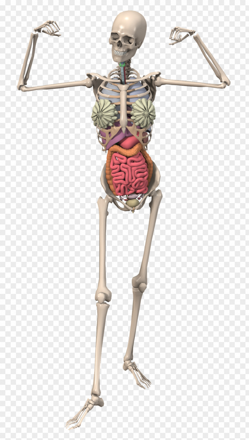 Skeleton The Skeletal System Anatomy Human Bone PNG