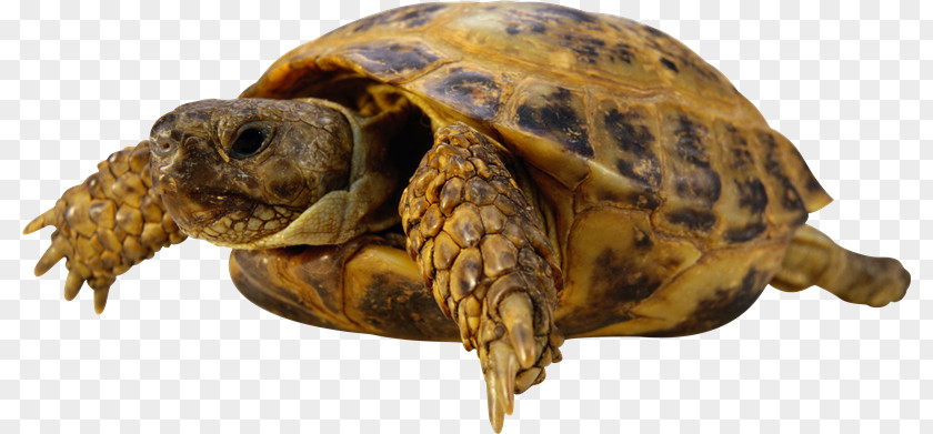 Tortuga Sea Turtle Reptile Tortoise PNG