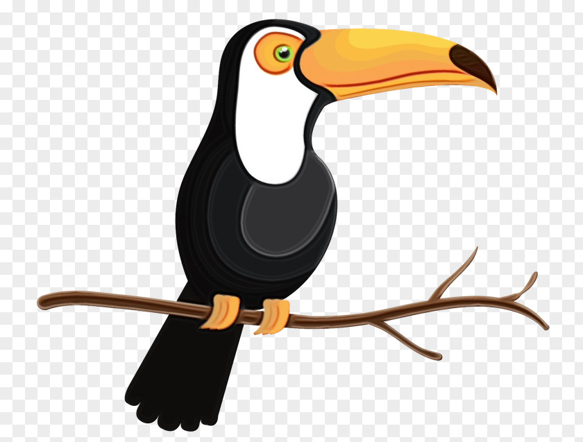 Toucan Bird Illustration Beak Clip Art PNG