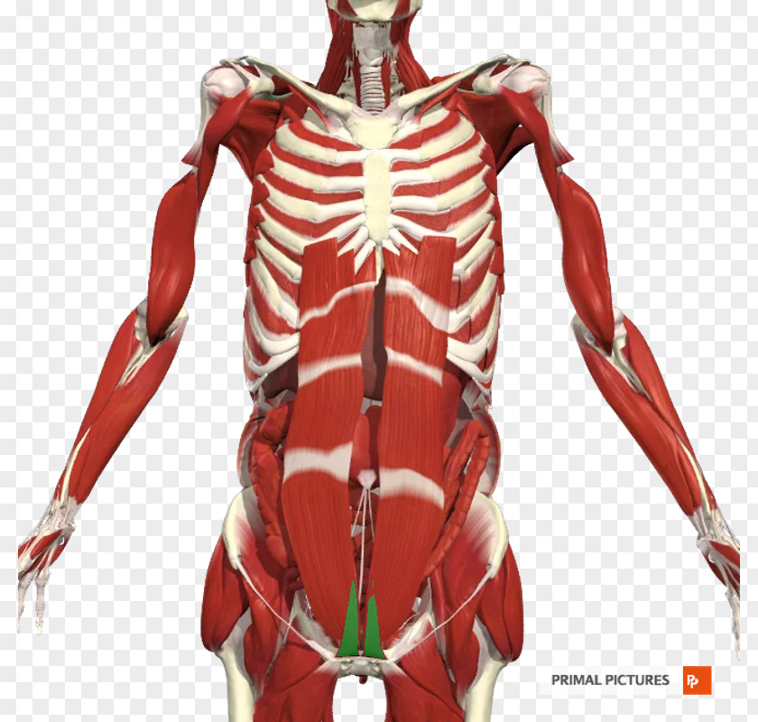 Abdominal Muscles Muscle Abdomen Shoulder Arm Joint PNG