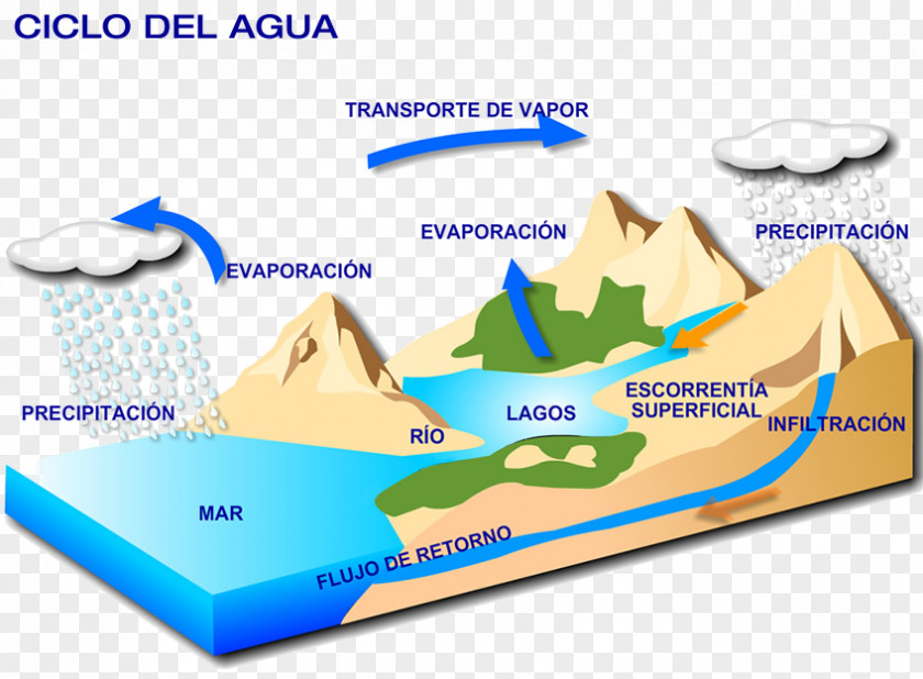 Alex Ferguson Biogeochemical Cycle Water Biogeochemistry Carbon Ecosystem PNG