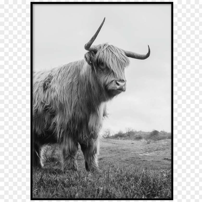 Highland Cattle Royalty-free Cottage PNG