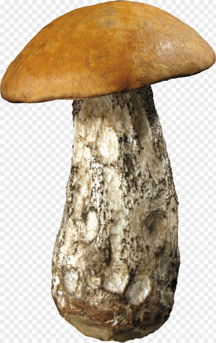 Mushroom Image Edible PNG