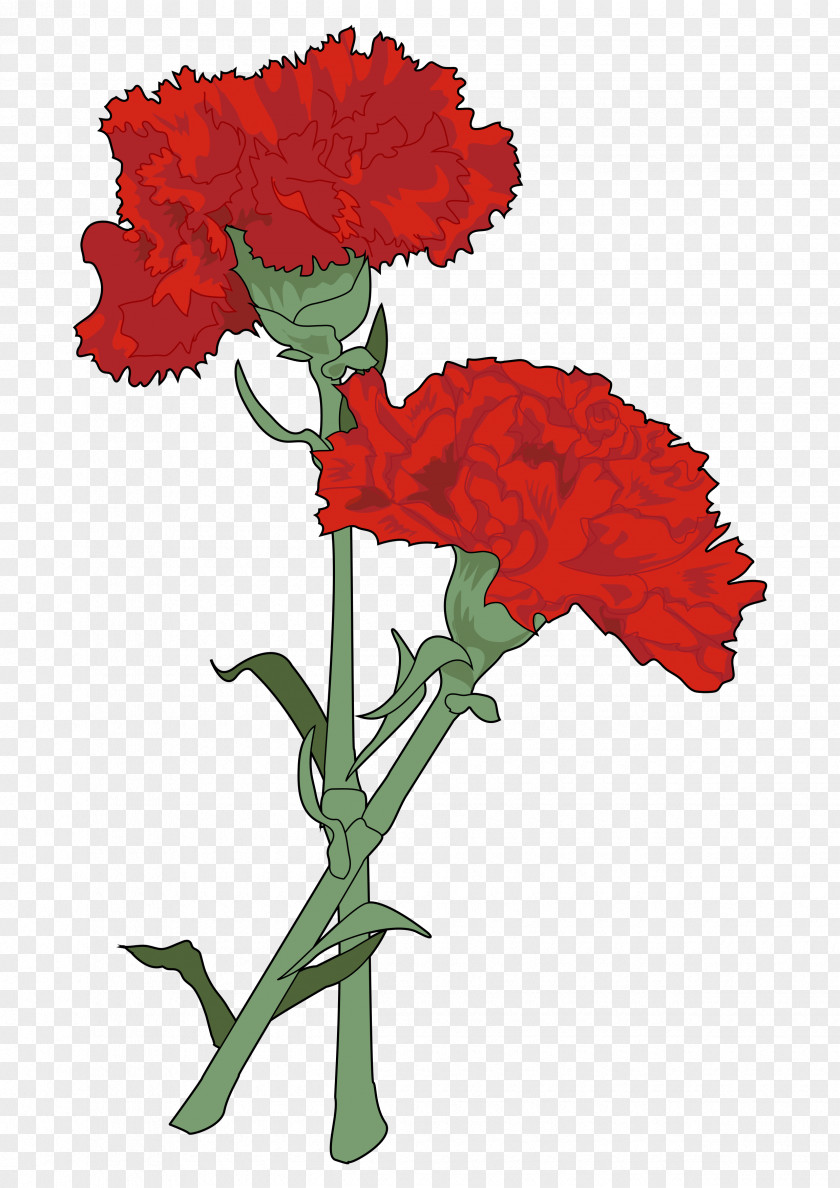 Carnations Vector Carnation Drawing Cut Flowers Watercolor Painting PNG