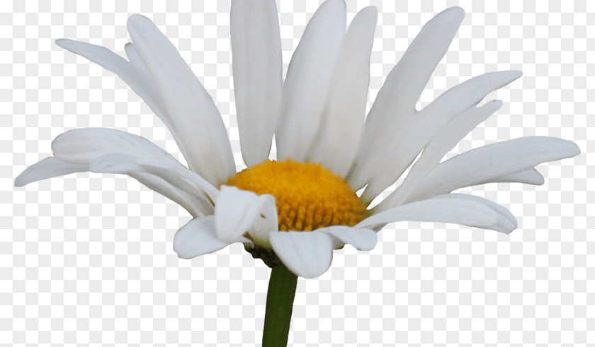 Chamomile Common Daisy Desktop Wallpaper Clip Art PNG