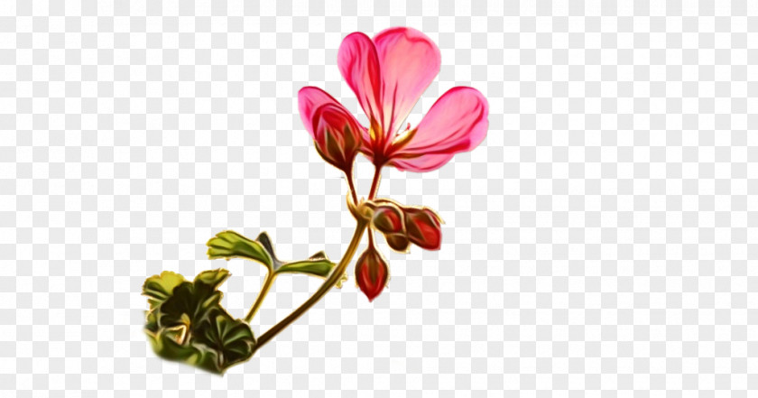 Cut Flowers Plant Stem Bud Herbaceous PNG