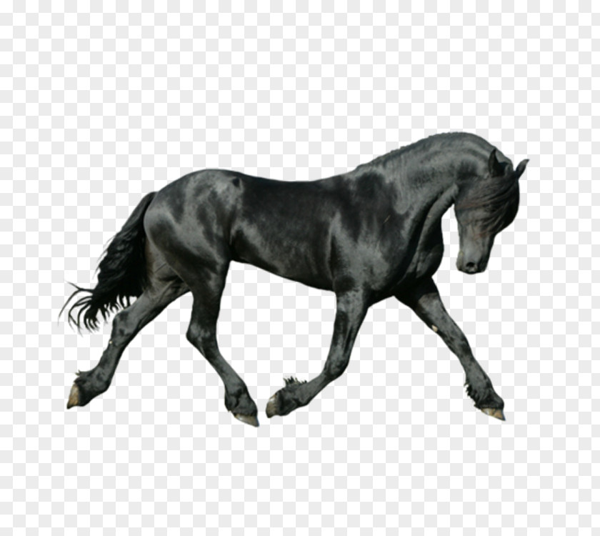 Dark Horse Friesian On The Bit Canter And Gallop Iron-on PNG