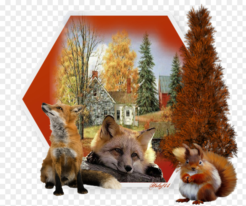 Fox Red Mon Guide De La Nature Fauna Fur PNG