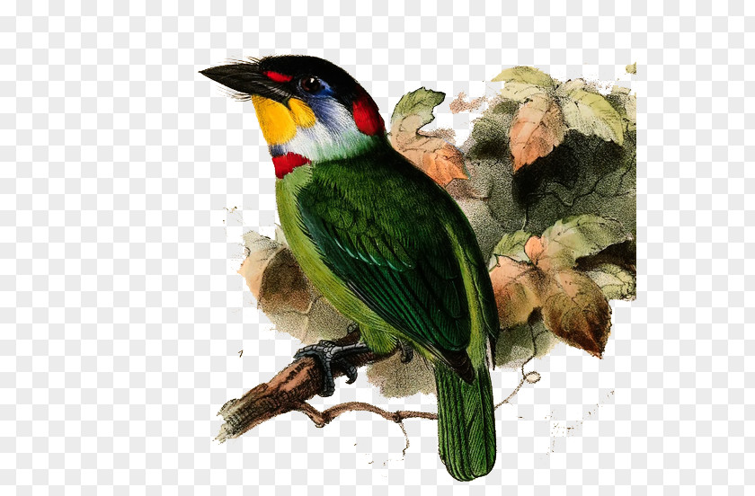 Hand-drawn Illustration Of Birds Taiwan Barbet Black-billed Mountain Toucan Neoaves Black-browed PNG