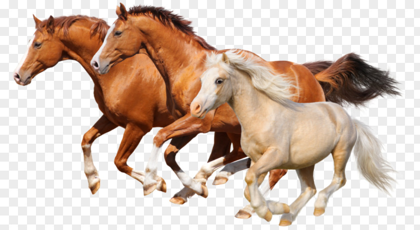 Horse Let's Learn About Horses Gallop Stallion Things To Drive PNG