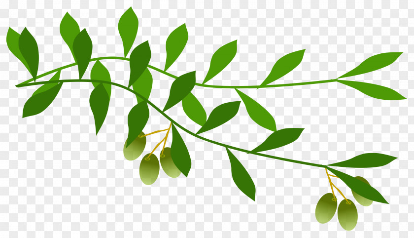 Olives Olive Branch Clip Art PNG