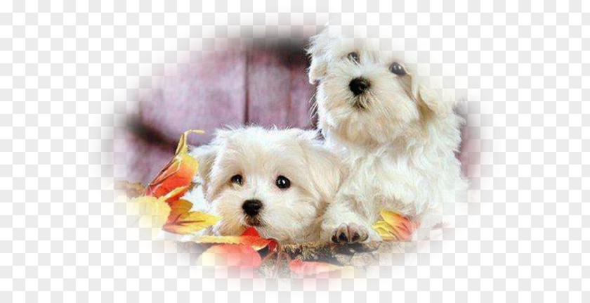 Puppy Maltese Dog Bolognese Poodle Bichon Frise PNG