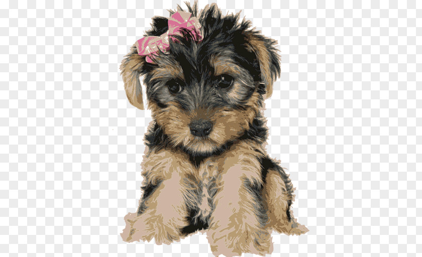 Puppy Yorkshire Terrier Miniature Schnauzer Australian Silky Welsh Schnoodle PNG