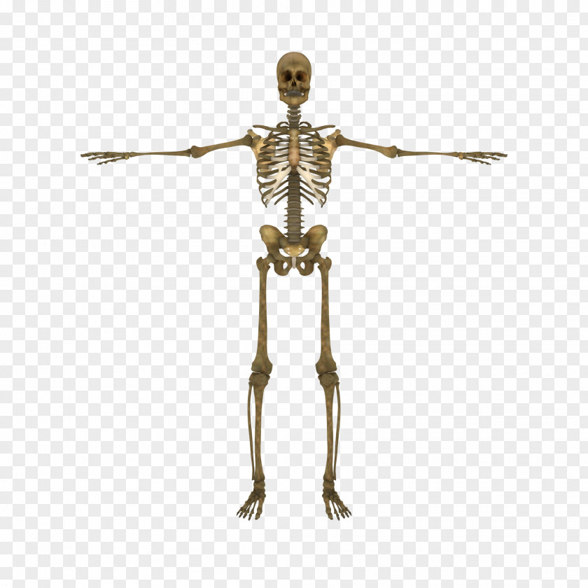 Skeleton Human Body Vertebral Column Bone PNG