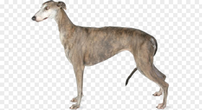 Italian Greyhound Afghan Hound Ibizan Basset PNG