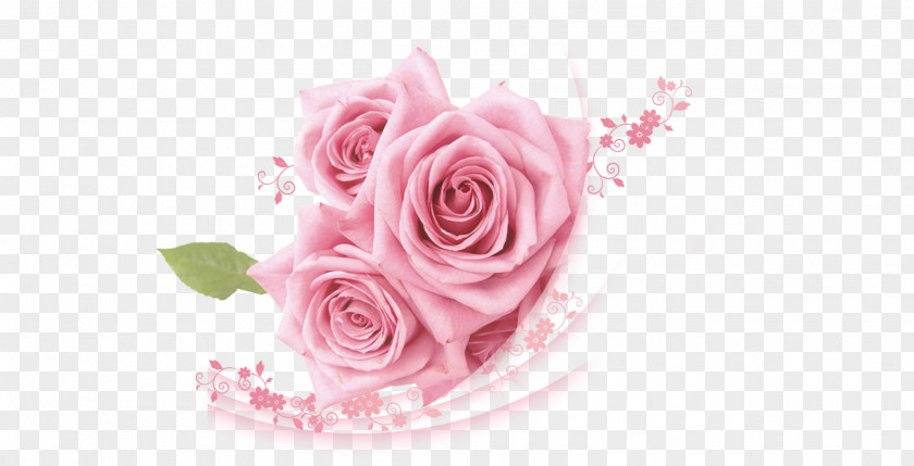 Pink Roses Beach Rose PNG