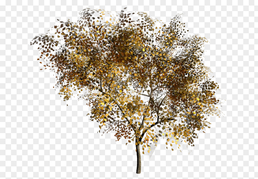 Tree Twig Painting PNG