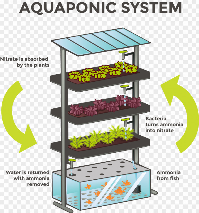 Aquaponics Hydroponics Agriculture System Aquaculture PNG