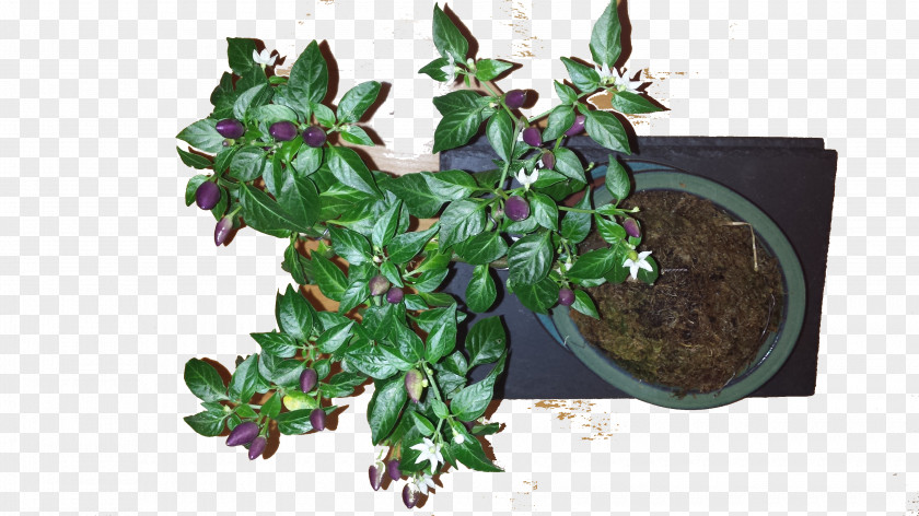 Chilli Plant NuMex Twilight Chili Pepper Fruit Bonsai Styles PNG